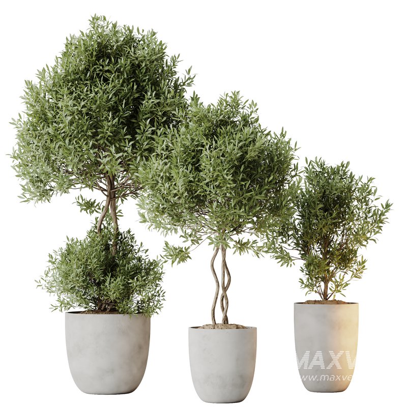 HQ HousePlants Mission Kalamata Leccino Arbequina Wilsonii Chemlali Olive Set 36 - Image 1