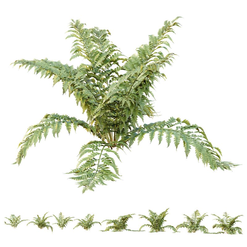 HQ Plants Macrothelypteris OligoPhlebia Torresiana Fern - Image 1