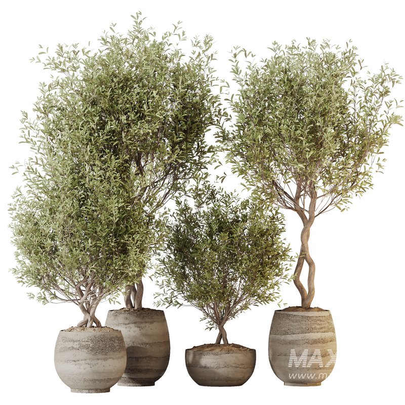 HQ HousePlants Mission Kalamata Leccino Arbequina Wilsonii Chemlali Olive Set 41 - Image 5