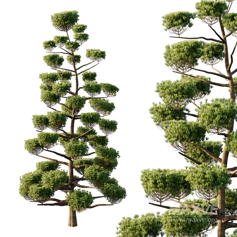 sphere Tree10 - Image 2