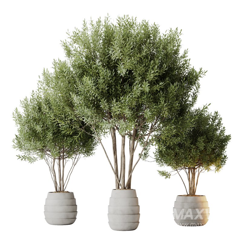 HQ HousePlants Mission Kalamata Leccino Arbequina Wilsonii Chemlali Olive Set 35 - Image 1