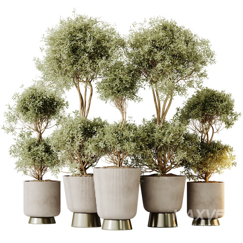 HQ HousePlants Mission Kalamata Leccino Arbequina Wilsonii Chemlali Olive Set 38 - Image 1