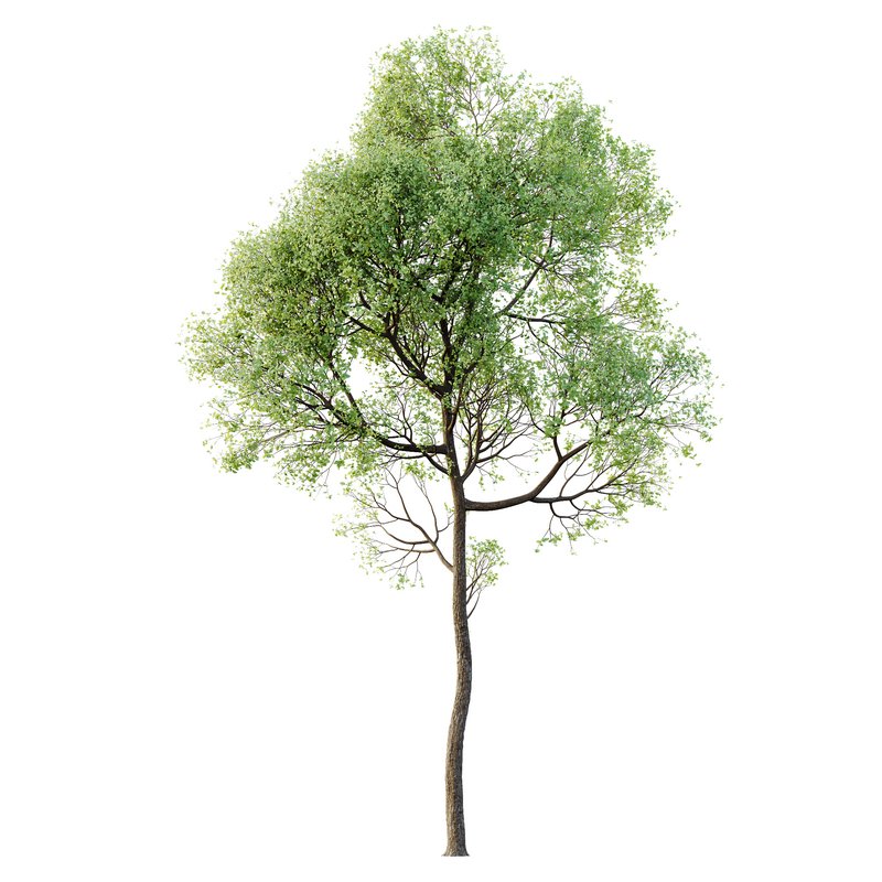 HQ Plants Shorea Robusta Sal Tree02 - Image 1