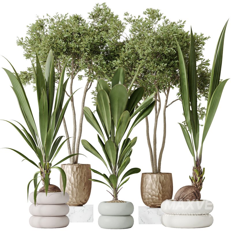 Indoor plants set 68 Wilsonii Chemlali Olive and Coconut Palm and Grandis Ruffled Fan Palm - Image 1