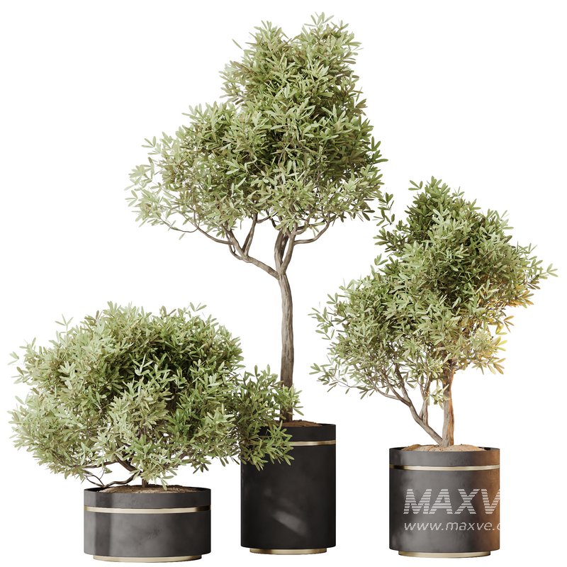 HQ HousePlants Mission Kalamata Leccino Arbequina Wilsonii Chemlali Olive Set 39 - Image 1