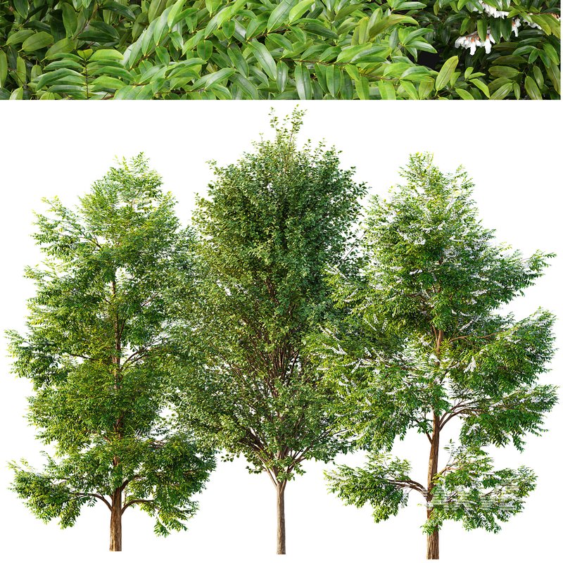 Black locust blossom and Canadian Poplar - Image 3