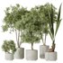 Indoor plants set 92 Mission Leccino Arbequina Olive and Genus Cocos Coconut Palm - Thumbnail 1