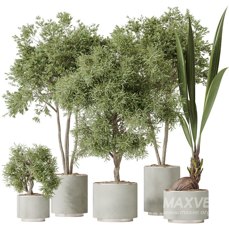 Indoor plants set 92 Mission Leccino Arbequina Olive and Genus Cocos Coconut Palm - Image 1