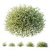 HQ Plants Gypsophila Paniculata Snowflake Breath - Thumbnail 3