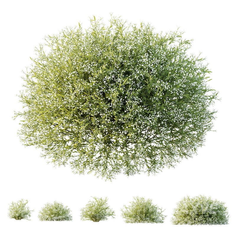 HQ Plants Gypsophila Paniculata Snowflake Breath - Image 3