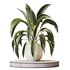 HQ HousePlants Spathiphyllum Wallisii Bellini Peace Lily Domino Set03 - Thumbnail 1
