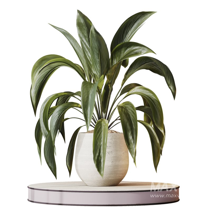 HQ HousePlants Spathiphyllum Wallisii Bellini Peace Lily Domino Set03 - Image 1