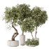 Indoor plants set 75 Ficus Retusa Microcarpa Bonsai Ginseng and Olive Artificial Olivo Olea Tree - Thumbnail 1