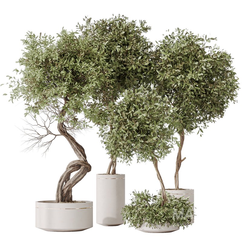 Indoor plants set 75 Ficus Retusa Microcarpa Bonsai Ginseng and Olive Artificial Olivo Olea Tree - Image 1