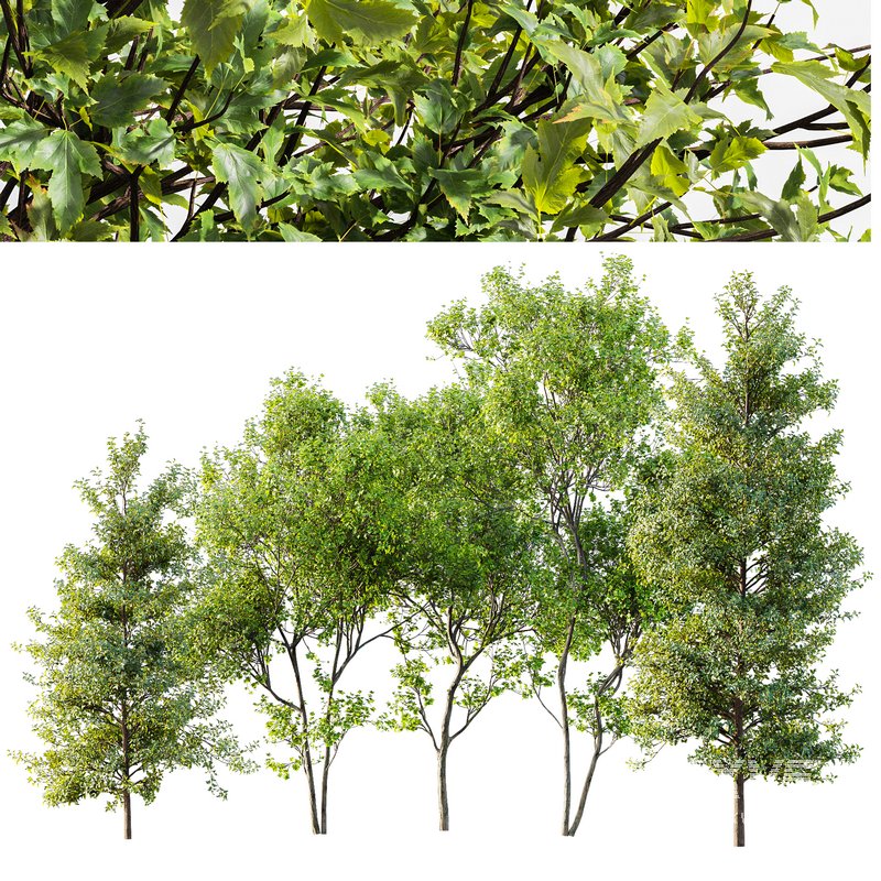 Acer Saccharinum and Buergerianum - Image 1