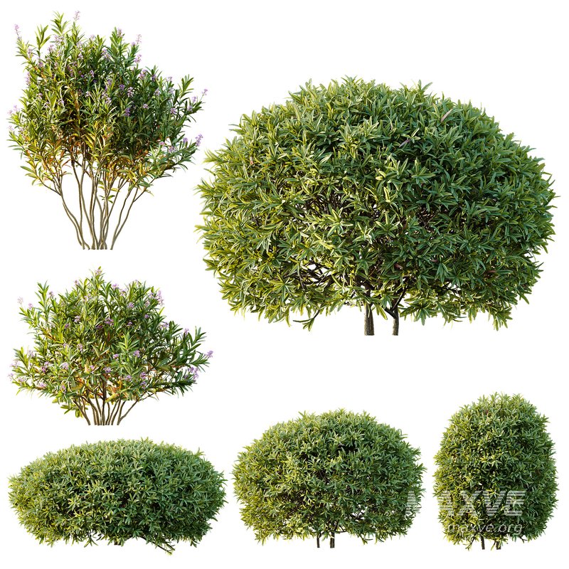 Phillyrea Angustifolia Rosemarinifolia and Oleander Laurier Kaner Rose - Image 1