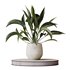 HQ HousePlants Spathiphyllum Wallisii Bellini Peace Lily Domino Set02 - Thumbnail 1