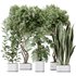 Indoor plants set 91 Green Sansevieria and Elegant Monstera and Ficus Microcarpa and Chemlali Olive - Thumbnail 1