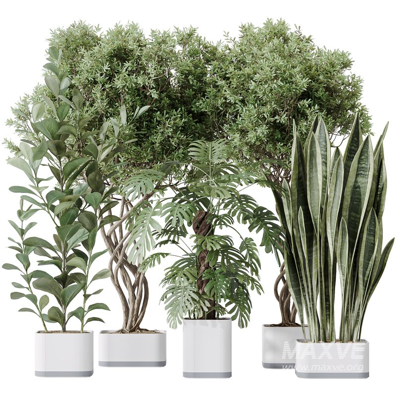 Indoor plants set 91 Green Sansevieria and Elegant Monstera and Ficus Microcarpa and Chemlali Olive - Image 1