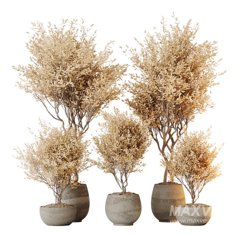 HQ HousePlants Mission Kalamata Leccino Arbequina Wilsonii Chemlali Olive Set 42 - Image 1