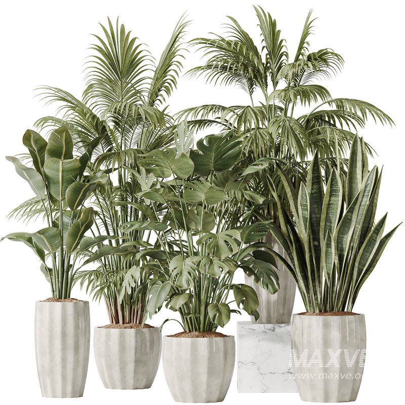 Indoor plants set 70 Majesty Cat Reed Palm and ParadiseBird - Image 1