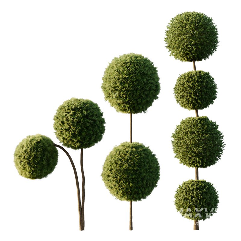 Pinus Mugo Bush09 - Image 1