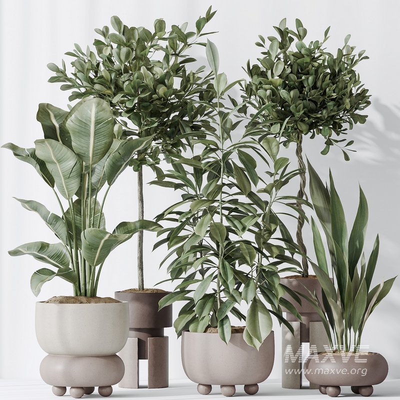 Indoor plants set 74 Ficus Microcarpa Indian Laurel and Ficus Cyathistipula African Fig and Aspidistra Elatior and ParadiseBird - Image 7