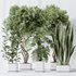 Indoor plants set 91 Green Sansevieria and Elegant Monstera and Ficus Microcarpa and Chemlali Olive - Thumbnail 3