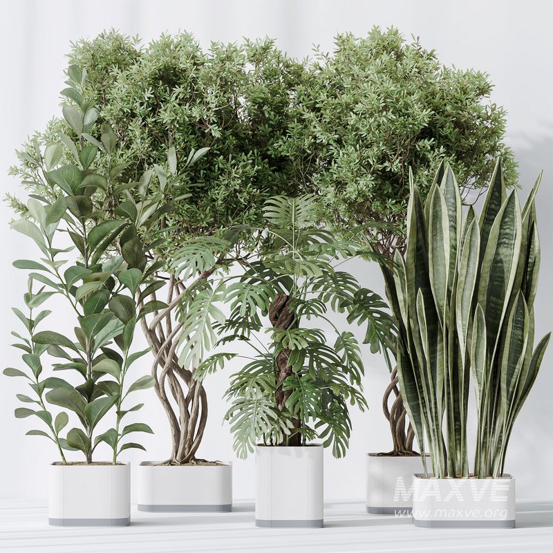 Indoor plants set 91 Green Sansevieria and Elegant Monstera and Ficus Microcarpa and Chemlali Olive - Image 3