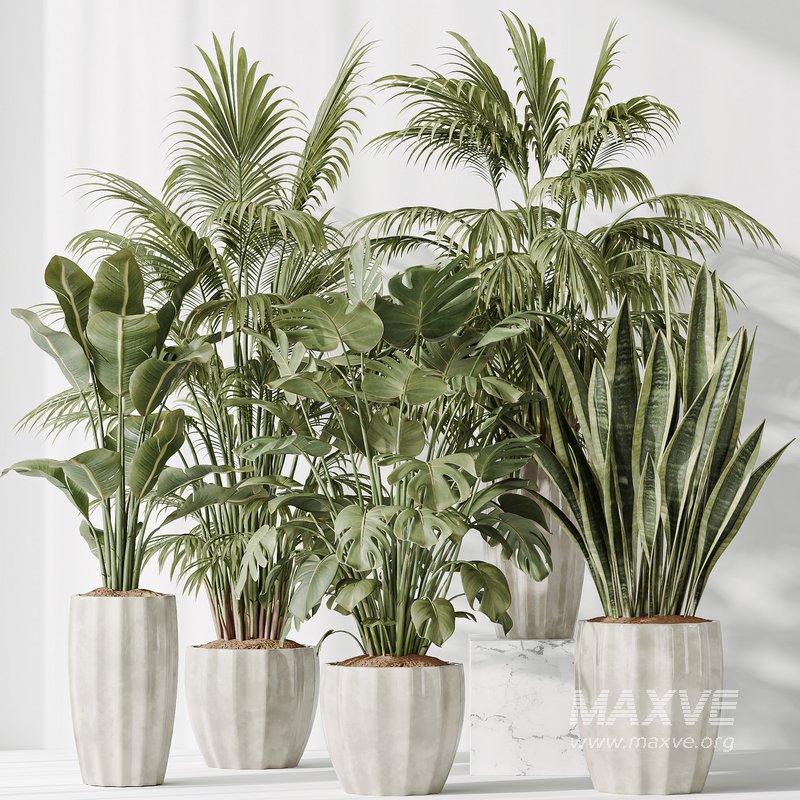 Indoor plants set 70 Majesty Cat Reed Palm and ParadiseBird - Image 7