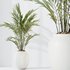 HQ HousePlants Pelagio Artificial Mountain Kentia Palm02 - Thumbnail 3
