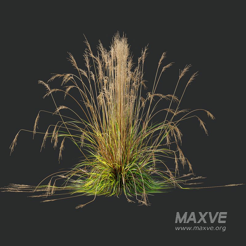 Carex Testacea Orange and Molinia Caerulea Fire Grasses - Image 2