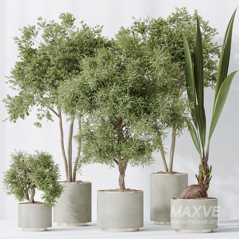 Indoor plants set 92 Mission Leccino Arbequina Olive and Genus Cocos Coconut Palm - Image 4