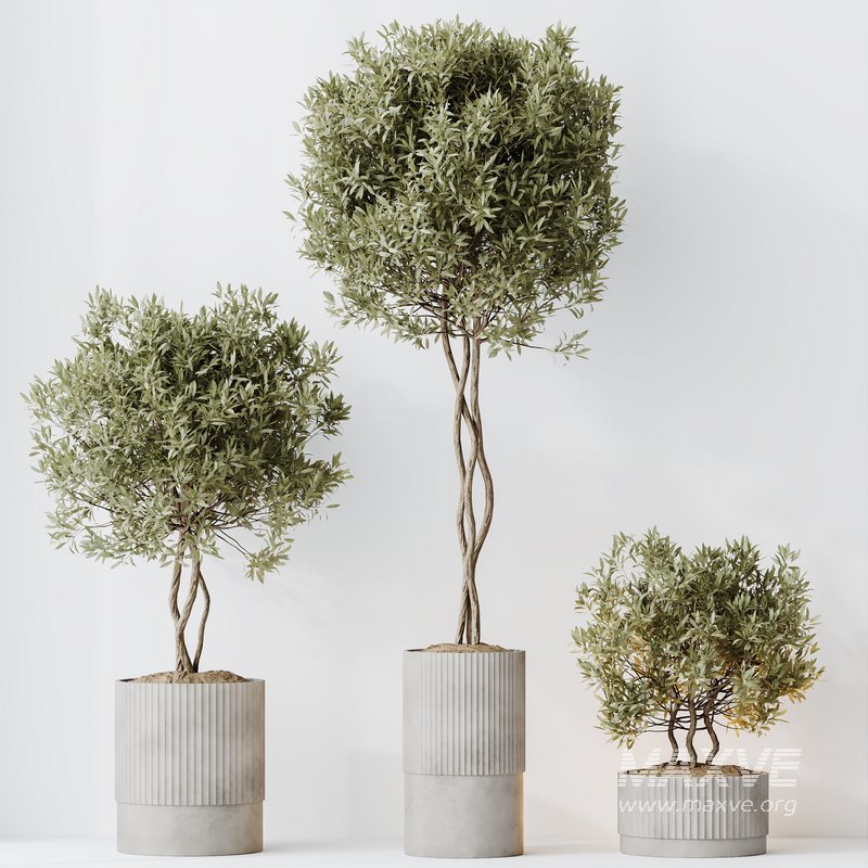 HousePlants Mission Kalamata Leccino Arbequina Wilsonii Chemlali Olive Set 37 - Image 2