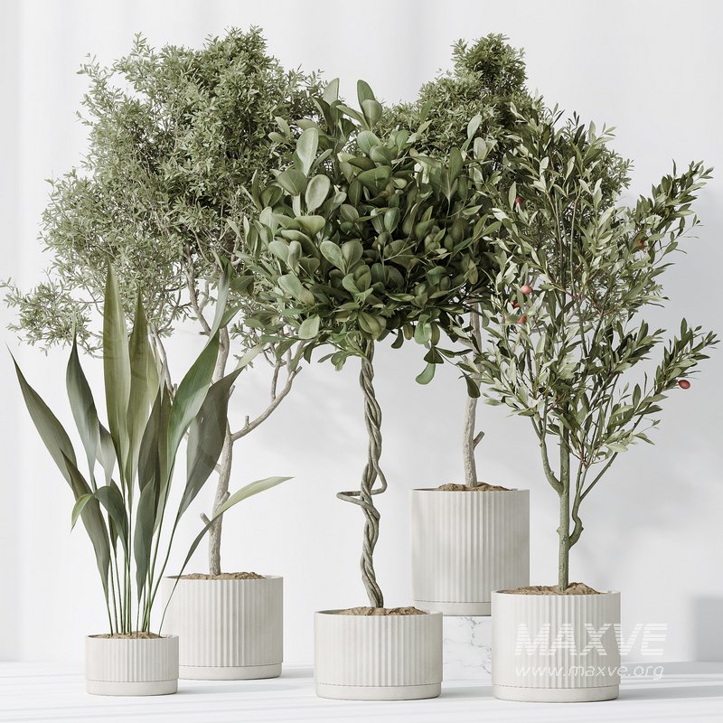 Indoor plants set 79 Wilsonii Chemlali Olive and Ficus Microcarpa and Mission Olive - Image 5