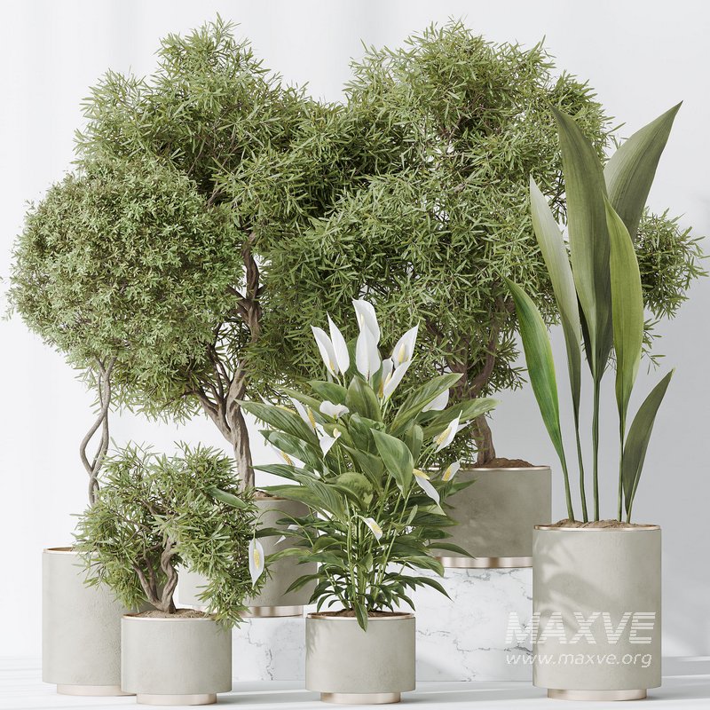 Indoor plant set 64 - Image 2