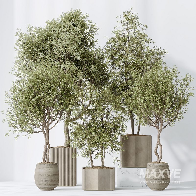 indoor plants set 93 Mission Kalamata Leccino Arbequina Wilsonii Chemlali Olive - Image 5