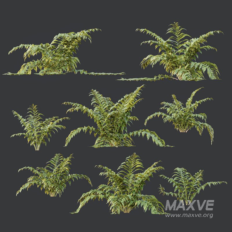 HQ Plants Macrothelypteris OligoPhlebia Torresiana Fern - Image 3