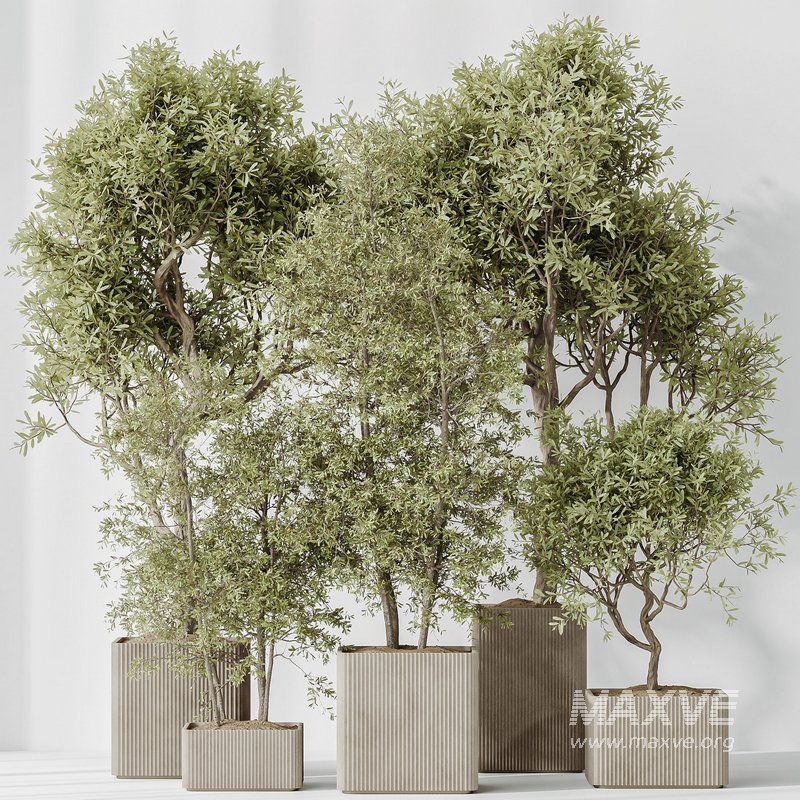 Indoor plants set 80 Mission Kalamata Leccino Arbequina Wilsonii Chemlali Olive - Image 3