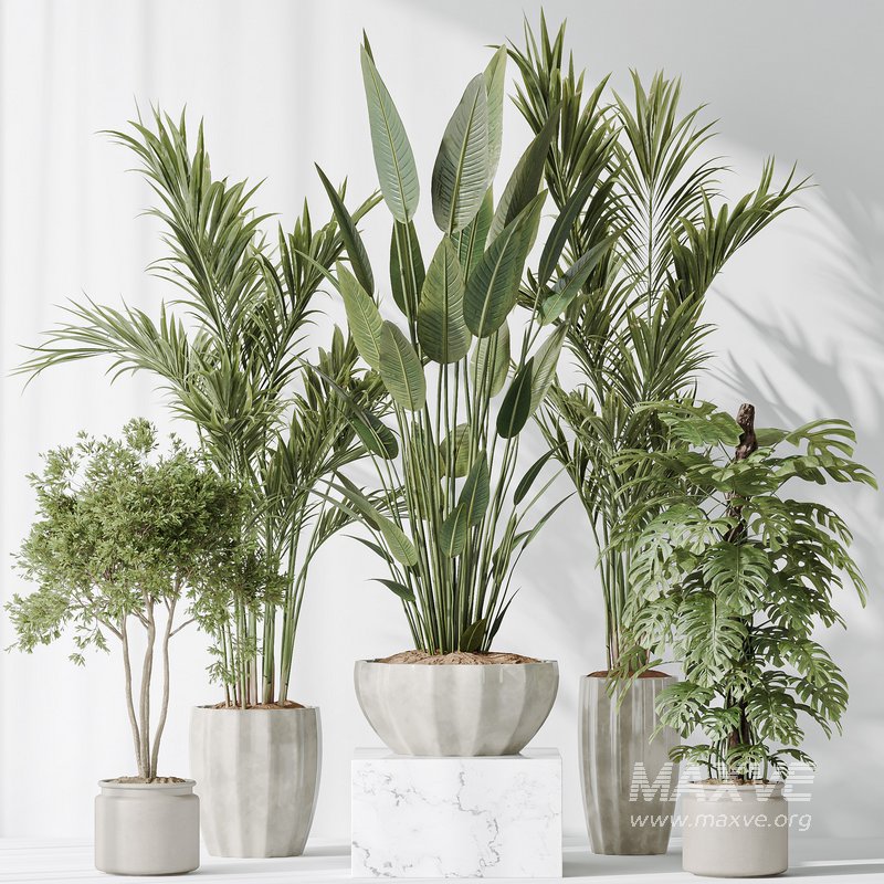Indoor plants set 83 Areca Majesty Palm and ParadiseBird and Chemlali Olive and Elegant Monstera - Image 7