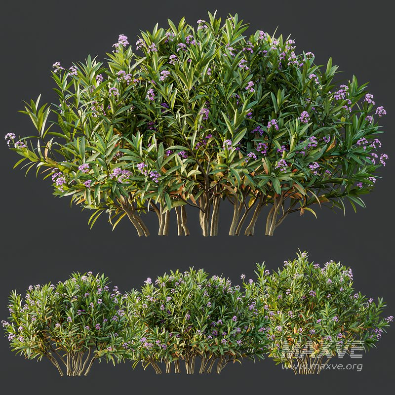 Phillyrea Angustifolia Rosemarinifolia and Oleander Laurier Kaner Rose Pink - Image 2