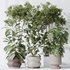 Indoor plants set 76 Wilsonii Chemlali Olive and Elegant Monstera and Ficus Microcarpa - Thumbnail 4