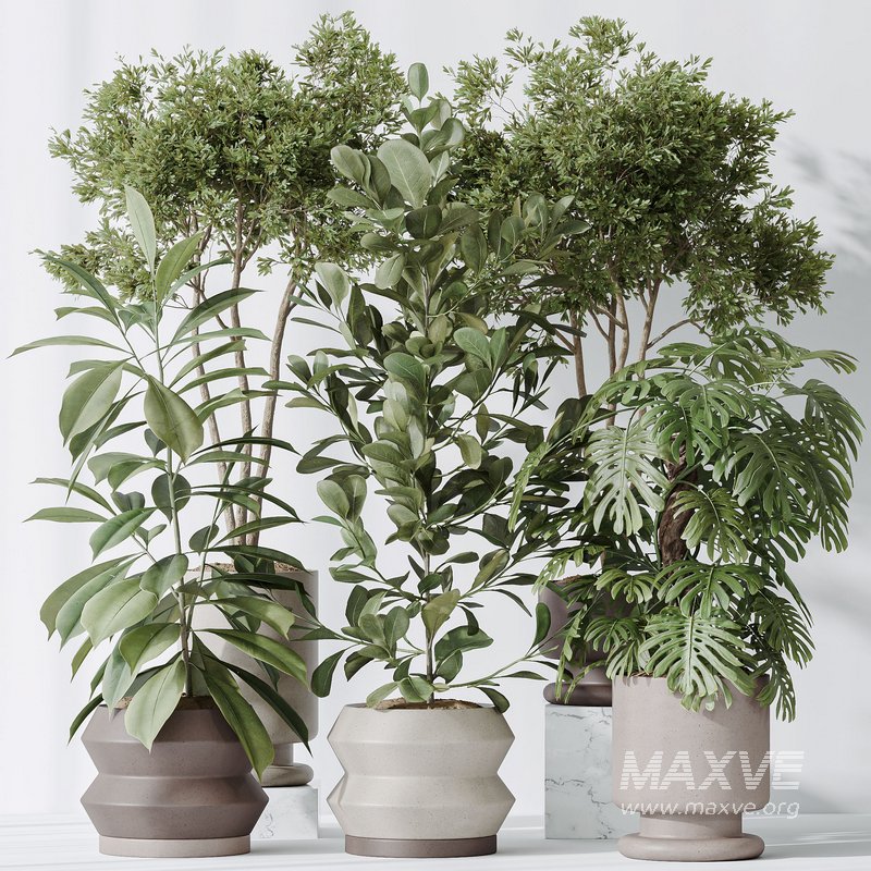 Indoor plants set 76 Wilsonii Chemlali Olive and Elegant Monstera and Ficus Microcarpa - Image 4