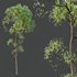 HQ Plants Shorea Robusta Sal Tree03 - Thumbnail 4