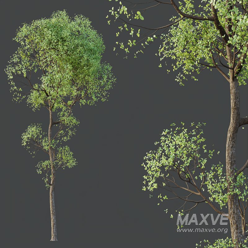 HQ Plants Shorea Robusta Sal Tree03 - Image 4