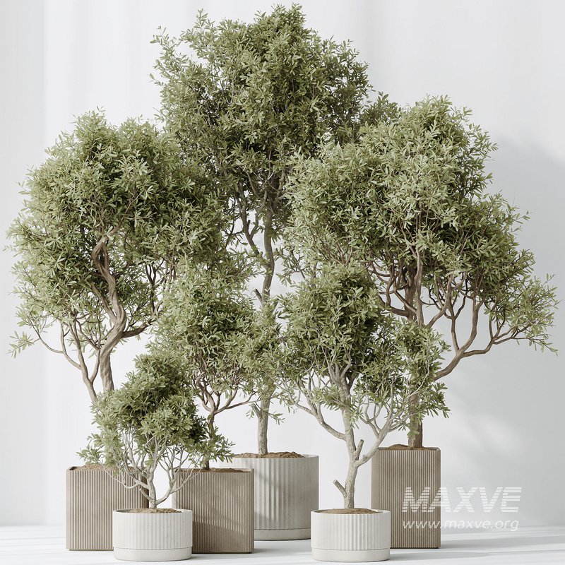 Indoor plants set 80 Mission Kalamata Leccino Arbequina Wilsonii Chemlali Olive - Image 6