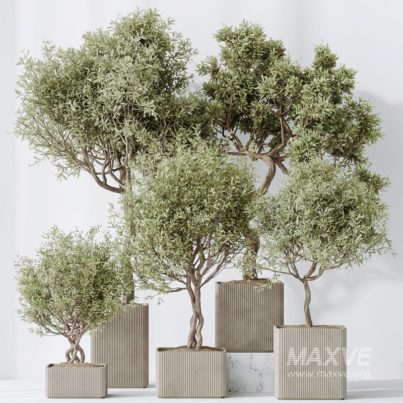 indoor plants set 95 Mission Kalamata Chemlali Olive and Ficus - Image 2