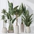 Indoor plants set 77 Bird Of ParadiseBird and Schefflera Arboricola and Warneckii Lemon and Zamioculcas Zamiifolia - Thumbnail 2