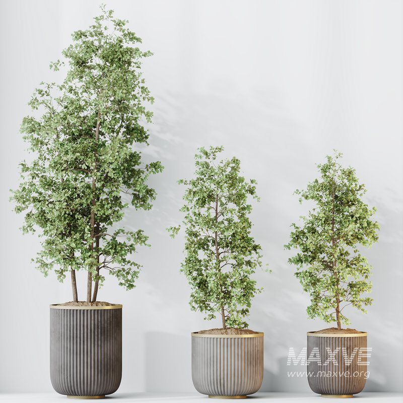 HQ HousePlants Mission Kalamata Leccino Arbequina Wilsonii Chemlali Olive Set 43 - Image 1