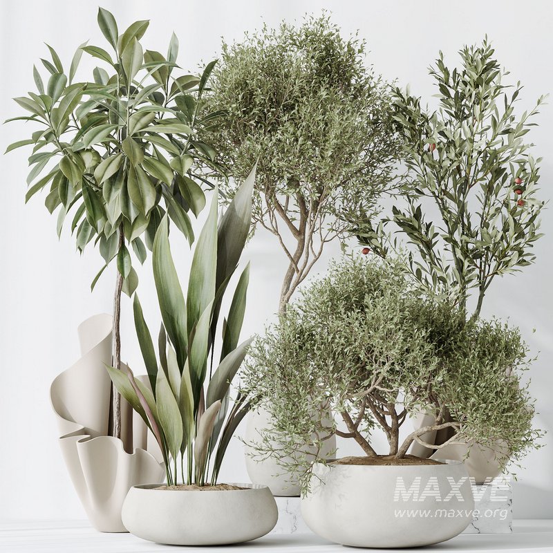 Indoor plants set 86 Mission Kalamata Olive and Ficus African Fig and Aspidistra Elatior - Image 5